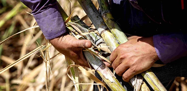 Mater Rum, the Rum from Sicily